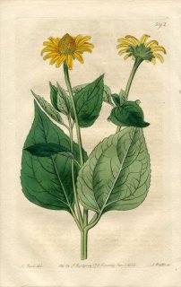1822ǯ Edwards Botanical Register No.592  ҥޥɥ° HELIOPSIS canescens