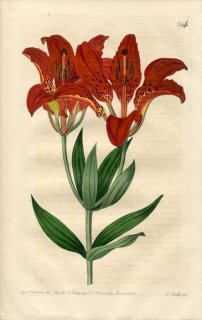 1822ǯ Edwards Botanical Register No.594  ° LILIUM philadelphicum