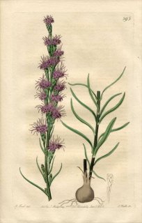 1822ǯ Edwards Botanical Register No.595  ꥢ° LIATRIS pilosa