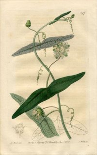 1822ǯ Edwards Botanical Register No.597 ȥ ȥ° PASSIFLORA Vespertilio