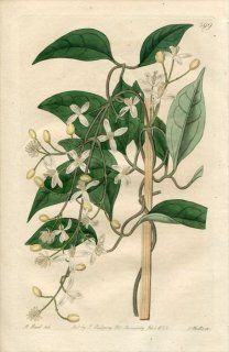 1822ǯ Edwards Botanical Register No.599 ݥ ˥󥽥° ޥ CLEMATIS hedysarifolia