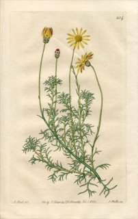 1822ǯ Edwards Botanical Register No.604  SPHENOGYNE pilifera