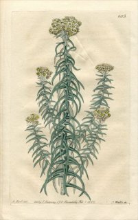 1822ǯ Edwards Botanical Register No.605  ƥʥꥢ° ANTENNARIA contorta