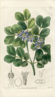 1839ǯ Edwards's Botanical Register No.9 ϥޥӥ 楽ܥ° ꥰʥХ GUAIACUM officinale