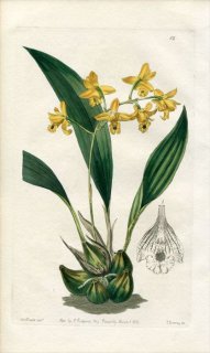1839ǯ Edwards's Botanical Register No.12  ӥեʥꥢ° MAXILLARIA vitellina