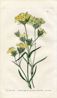 1839ǯ Edwards's Botanical Register No.15 ʥǥ ʥǥ° DIANTHUS ferrugineus