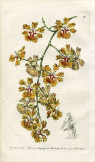 1839ǯ Edwards's Botanical Register No.16  ȥ˥° ONCIDIUM luridum