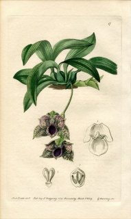 1839ǯ Edwards's Botanical Register No.17  ץͥ° MAXILLARIA stapelioides