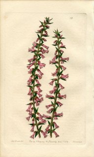 1839ǯ Edwards's Botanical Register No.19 ĥĥ ѥꥹ° EPACRIS impressa