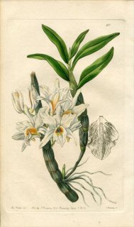 1839ǯ Edwards's Botanical Register No.20  ǥɥӥ° DENDROBIUM aureum