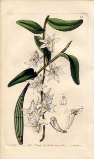 1839ǯ Edwards's Botanical Register No.22  ǥɥӥ° DENDROBIUM crumenatum