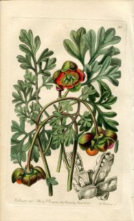 1839ǯ Edwards's Botanical Register No.30 ܥ ܥ° PAEONIA Brownii