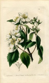 1839ǯ Edwards's Botanical Register No.32  Хĥ° 륤Хĥ PHILADELPHUS Gordonianus