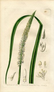 1839ǯ Edwards's Botanical Register No.33  Υ° ASAGRAEA officinalis