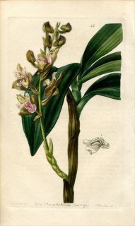 1839ǯ Edwards's Botanical Register No.35  ǥɥꥦ° ERIA ferruginea