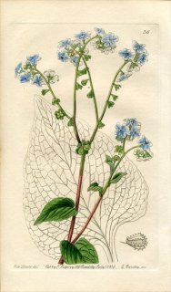 1839ǯ Edwards's Botanical Register No.36 饵 ѥ饫ꥦ° ҥޥ凉ʥ CYNOGLOSSUM coelestinum