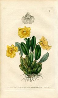 1839ǯ Edwards's Botanical Register No.37  ǥɥӥ° DENDROBIUM Jenkinsii