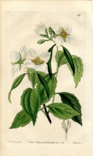 1839ǯ Edwards's Botanical Register No.39  Хĥ° PHILADELPHUS laxus