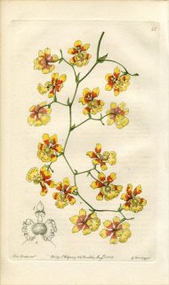 1839ǯ Edwards's Botanical Register No.42  ǥե° ONCIDIUM pulvinatum
