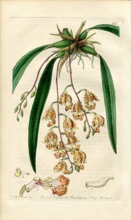 1839ǯ Edwards's Botanical Register No.44  ɥꥰĥ° BURLINGTONIA maculata