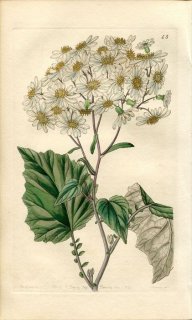 1839ǯ Edwards's Botanical Register No.45  ڥꥫꥹ° SENECIO populifolius