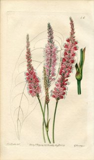 1839ǯ Edwards's Botanical Register No.46 ǲ ֥ȥΥ° POLYGONUM amplexicaule