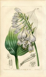 1839ǯ Edwards's Botanical Register No.50  ܥ° Хܥ FUNKIA Sieboldi