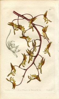 1839ǯ Edwards's Botanical Register No.51  󥴥° GONGORA fulva
