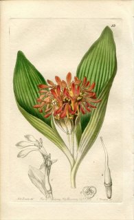 1839ǯ Edwards's Botanical Register No.53  ٥˥° DAUBENYA fulva