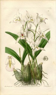 1839ǯ Edwards's Botanical Register No.54  ꥢ° LAELIA albida