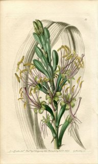 1839ǯ Edwards's Botanical Register No.55  奦ĥ° AGAVE saponaria ¿ʪ