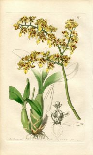 1839ǯ Edwards's Botanical Register No.57  ᥵° ONCIDIUM trulliferum