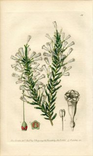 1839ǯ Edwards's Botanical Register No.59 ʥ եӥ° FABIANA imbricata