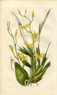 1839ǯ Edwards's Botanical Register No.62  ȥ° CYRTOCHILUM mystacinum