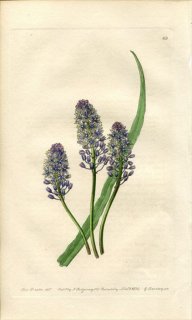 1839ǯ Edwards's Botanical Register No.63  ° SCILLA pratensis