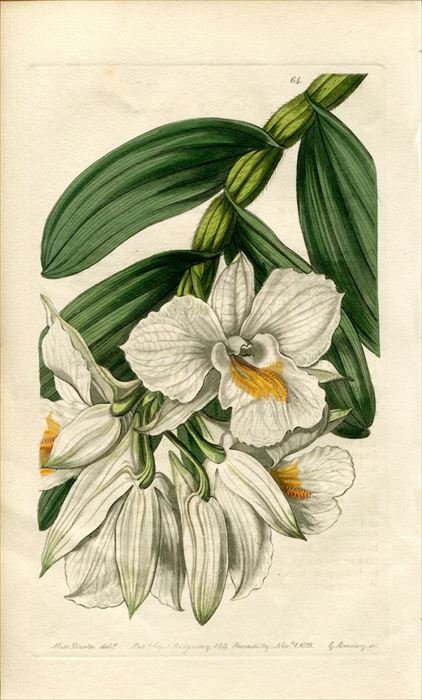 1839年 Edwards's Botanical Register No.64 ラン科 デンドロビウム属 DENDROBIUM formosum -  アンティークプリント ボタニカルアート 博物画の通販サイト Spirito di Artigiano
