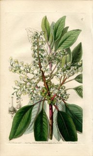 1839ǯ Edwards's Botanical Register No.67 ĥĥ Υ° Υ ARBUTUS laurifolia