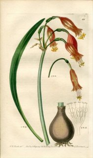 1839ǯ Edwards's Botanical Register No.68 ҥХʲ ƥΥå° PENTLANDIA miniata