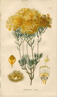 1839ǯ Edwards's Botanical Register Pl.1 եȥ CHRYSOSHOE NITENS