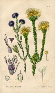 1839ǯ Edwards's Botanical Register Pl.3 եȥ CALYTRIX AUREA