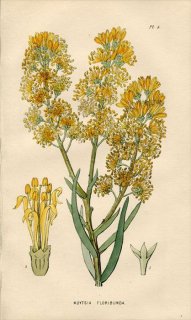 1839ǯ Edwards's Botanical Register Pl.4 Хɥꥮ NUYTSIA FLORIBUNDA