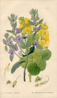 1839ǯ Edwards's Botanical Register Pl.5  ATELANDRA INCANA