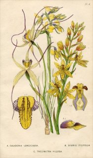 1839ǯ Edwards's Botanical Register Pl.8  ǥ˥° CALADENIA LONGICAUDA