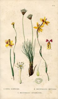 1839ǯ Edwards's Botanical Register Pl.9 ܥꥢ BORYA SCIRPOIDEA