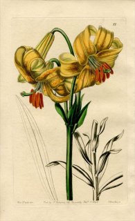 1843ǯ Edwards's Botanical Register No.11  °  LILIUM testaceum