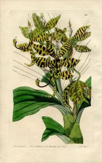 1843ǯ Edwards's Botanical Register No.22  Υ° CYCNOCHES pentadactylon