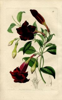 1843ǯ Edwards's Botanical Register No.27 祦ȥ ޥǥӥ° ECHITES atropurpurea
