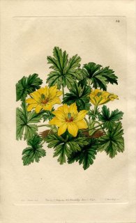 1843ǯ Edwards's Botanical Register No.32 ݥ Х° TROLLIUS acaulis