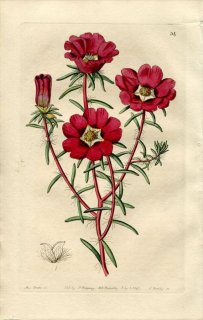 1843ǯ Edwards's Botanical Register No.34 ٥ҥ ٥ҥ° PORTULACA splendens ¿ʪ