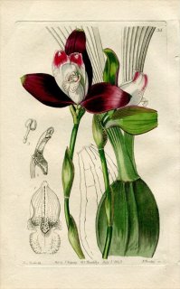 1843ǯ Edwards's Botanical Register No.35  ꥫ° LYCASTE plana